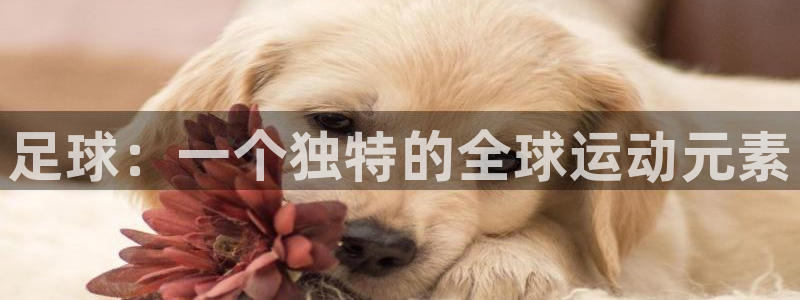 vsport体育官网下载是干嘛的公司：足球：一个独特的全球运