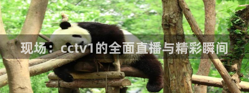 so米体育直：现场：cctv1的全面直播与精彩瞬间